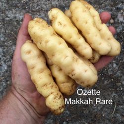  POTATO SEEDS to PLANT💯 ORGANIC from our Local Puyallup Farm.