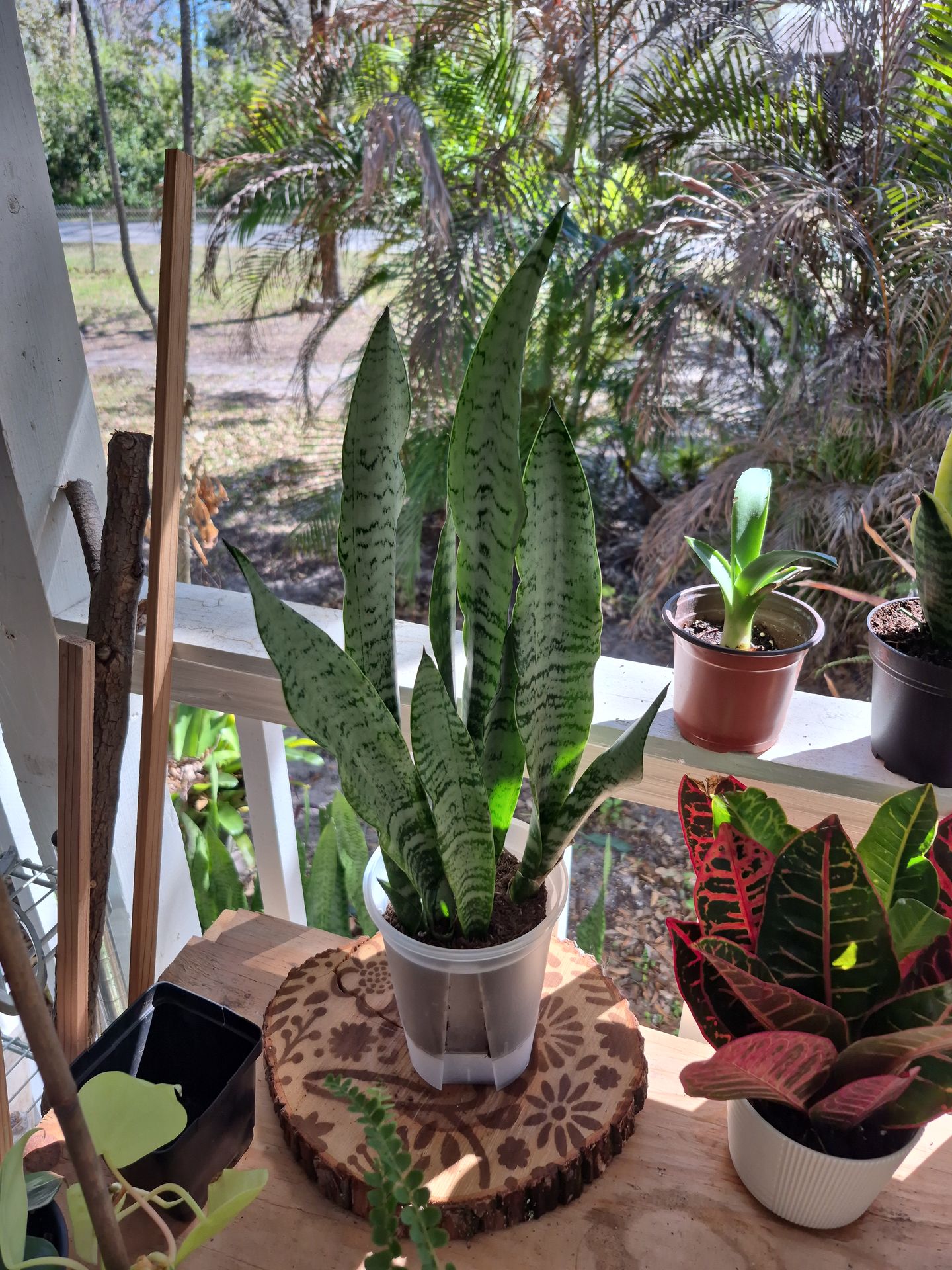 Sansevieria Snake plant