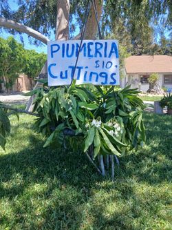 Plumeria Cuttings and Plants