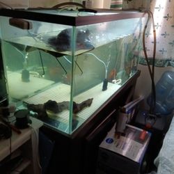 80 Gallon Fish Tank 