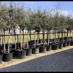 Arboles De Encinos 15gallon 10ft Tall 