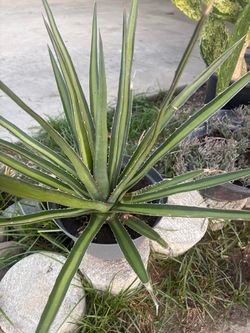 Agave univitata
