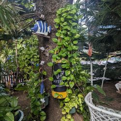 Long Hanging Potted Pothos Plants $45 Each For Longest $40 For Shorter Several Available 