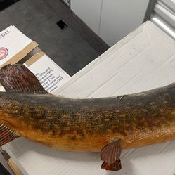 Fish Mount 