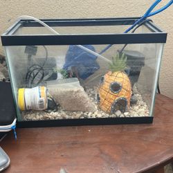 2 gallon Fish tank Setup 