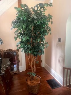 6 1/2 foot artificial but very real looking tree