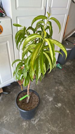 Bonita Peach Tree 5 gallon