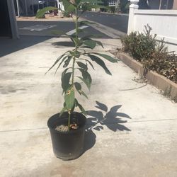 Avocado Tree 🥑