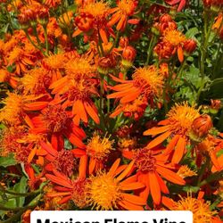 🧡 Mexican Flame Vine (Orange Flame Vine)