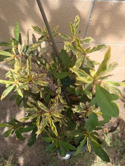 Variegated crown of thorns