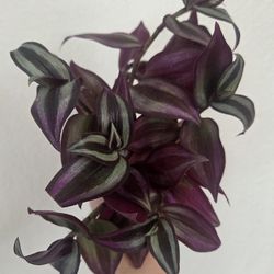 Tradescantia Zebrina Plant Cuttings