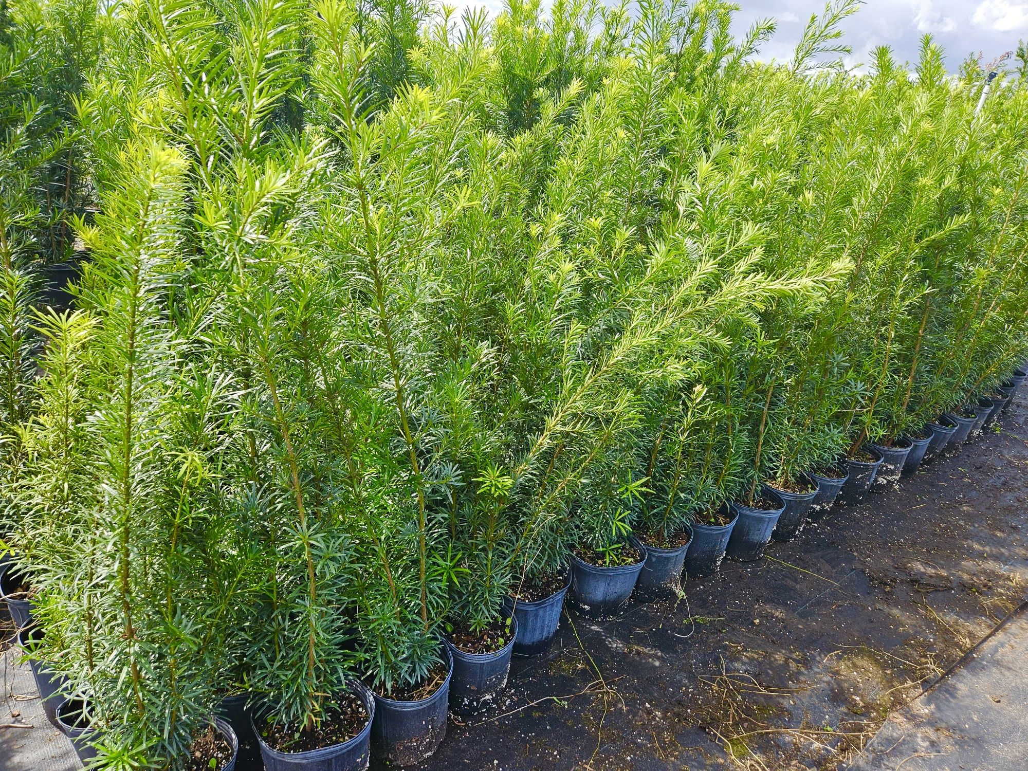 podocarpus  over 4 feet tall Instant Privacy Hedge For Fence Green Full Ready