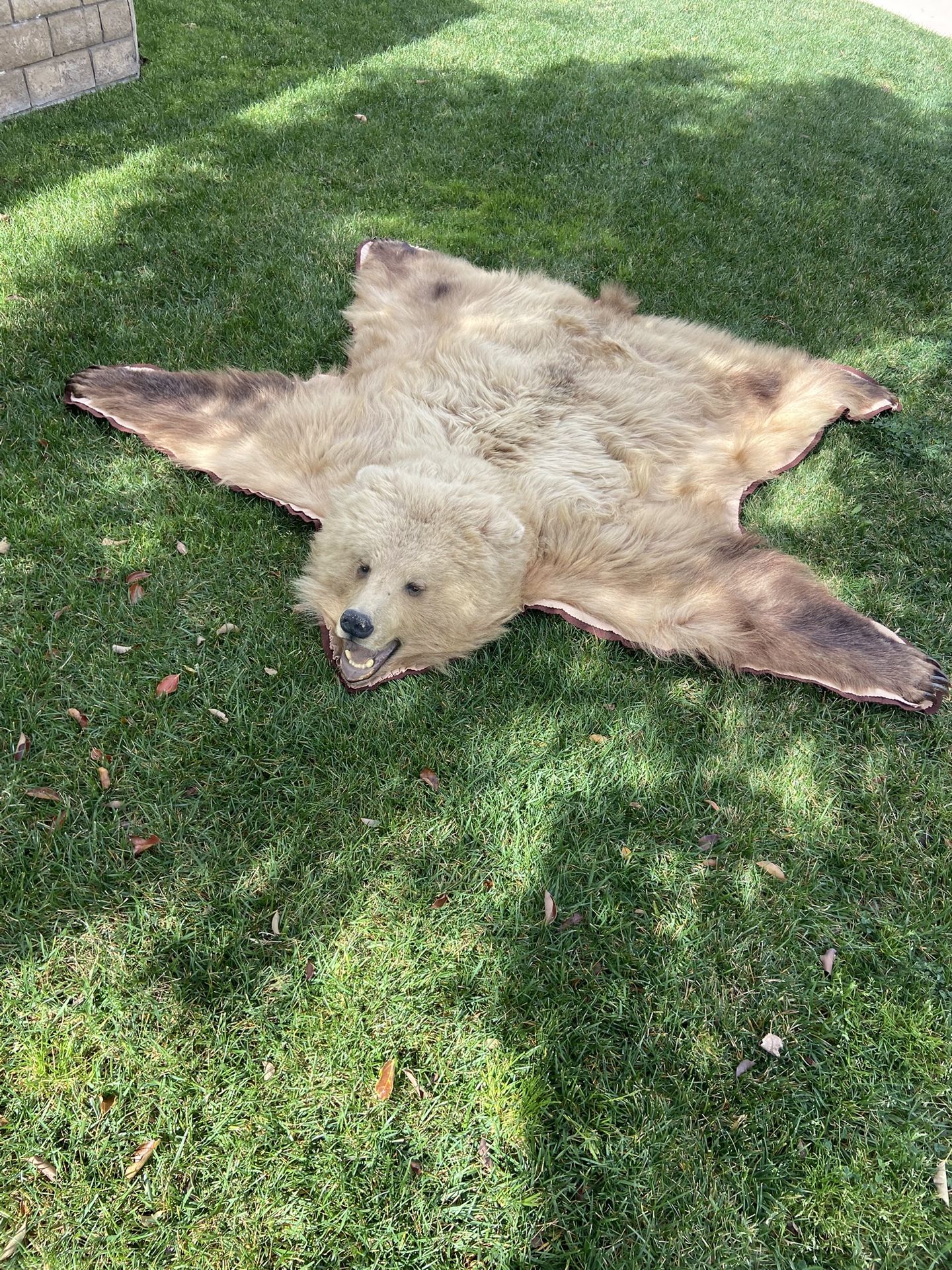 Genuine Alaskan Inland Blonde Bear Head rug