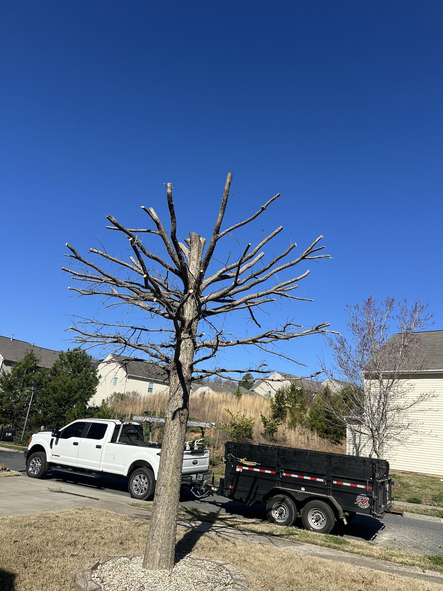 We Do Tree Work Around Charlotte Removal Laws Wor