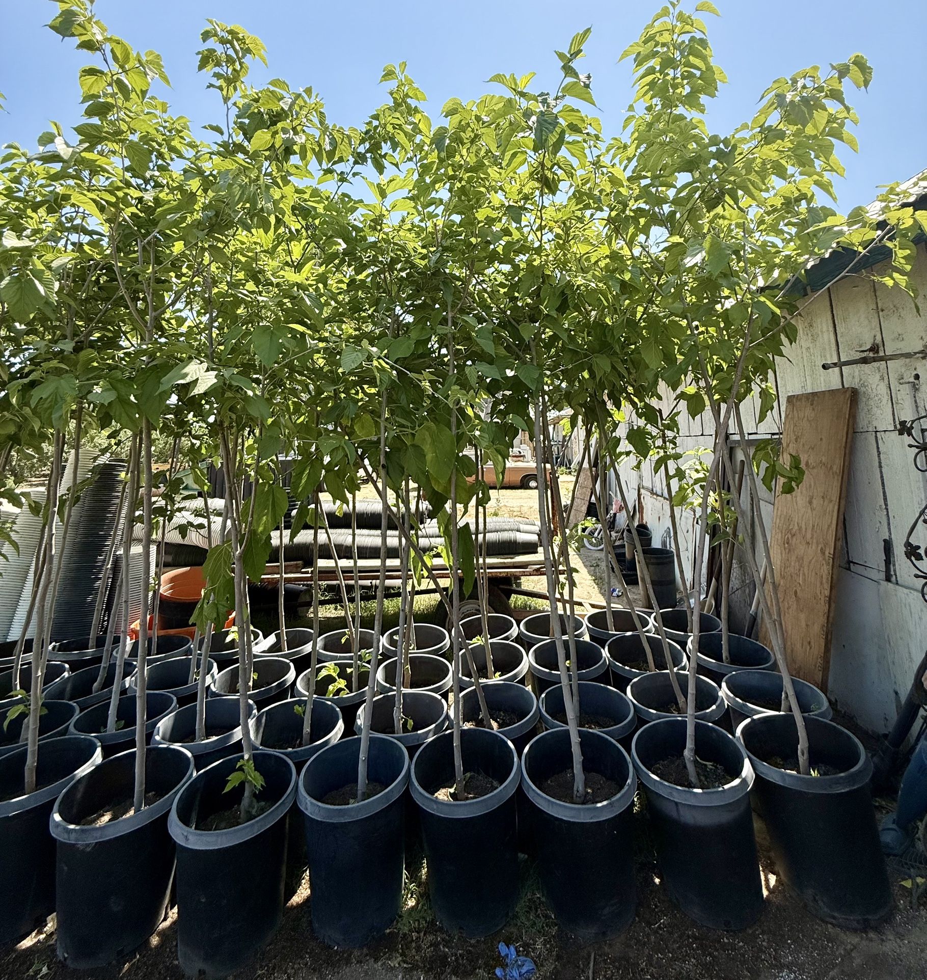 Fruitless Mulberry For Sale