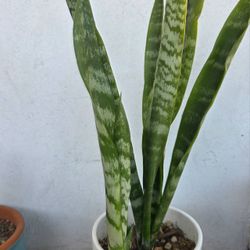 Snake Plant In Ceramic Pot 