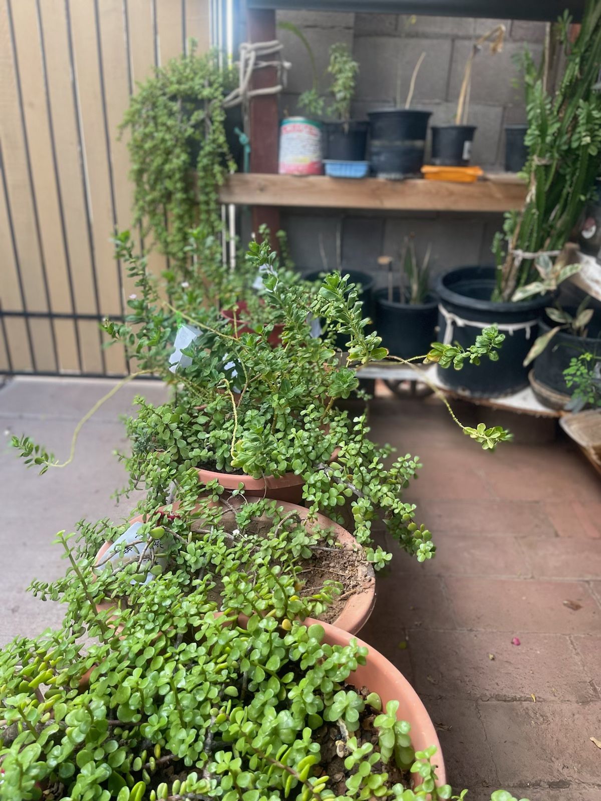 Plants For Sale - More