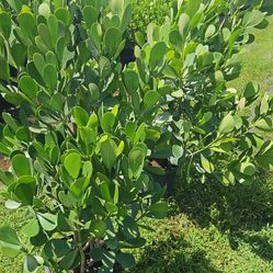 Clusias Only $15  September Sale Instant Privacy Hedge For Fence