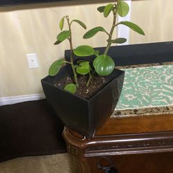Indoor Plant Real With Pot