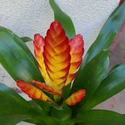 Succulent