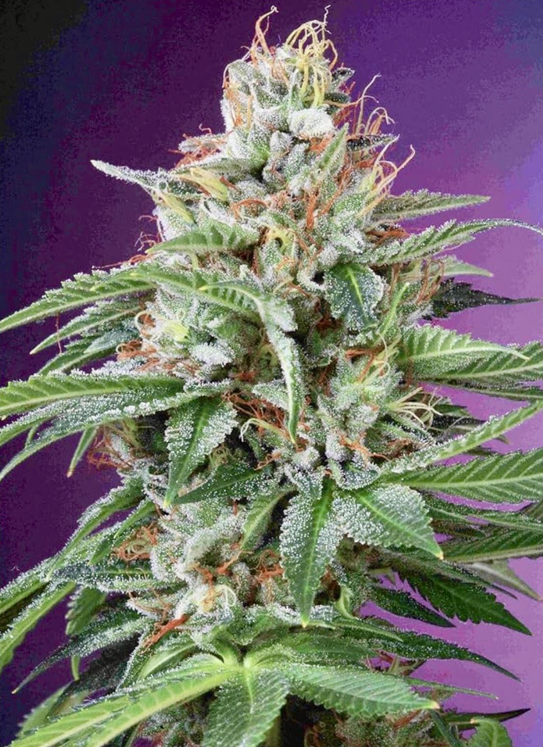 NEW 3D Trippy Lenticular Art Poster