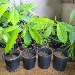 Organic Avocado Plant Tree In a 1-Gal Nursery Pot