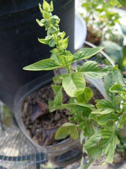 Albahcar  Basil