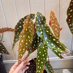 Begonia maculata (Polka Dot Begonia) 