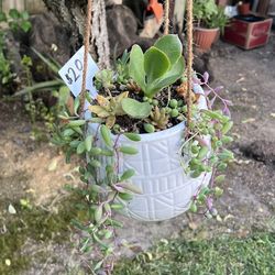 Hanging Ceramic Succulent 
