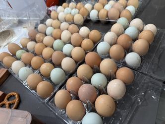 Organic Fresh Eggs