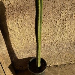 3ft San Pedro Cactus 🌵 (5gl)