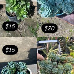 Plants/succulents