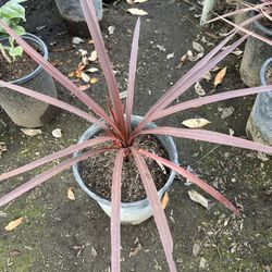 Cordyline