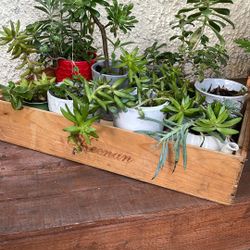 Box Of 8 Potted Succulents 