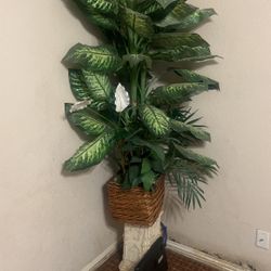 Home Plant 