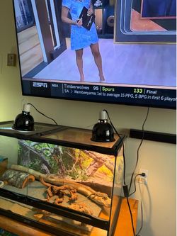 Pet supplies and lizard