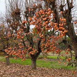 Fuyu Persimmons Trees $45.00 Each / Árboles De persimos $45.00