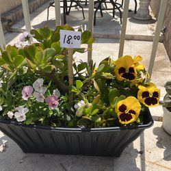 14” Planted Pots For Your Patio