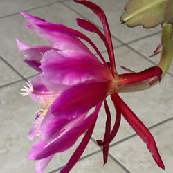 Huge Two Color Tome Epiphyllum/ 1 gal Pot / Orchid c cactus