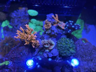 Coral Frags