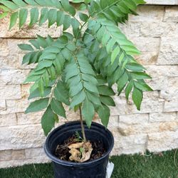 Curry Leaves Plant 2 Feet