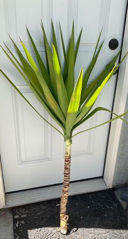 Fresh yucca Cuttings any size