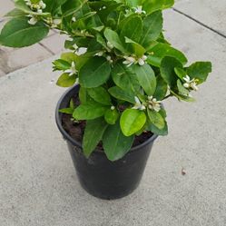 Green Seedless Lemon Tree 
