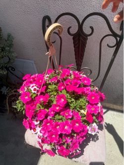 Petunia hanging pot