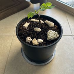 Brown Sweet fig plant