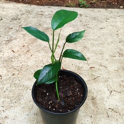 Baltic Blue Pothos Plant #2