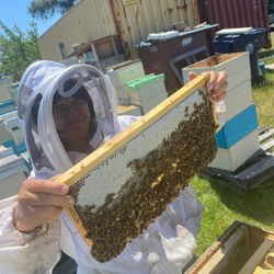Bee Hives, Nucs