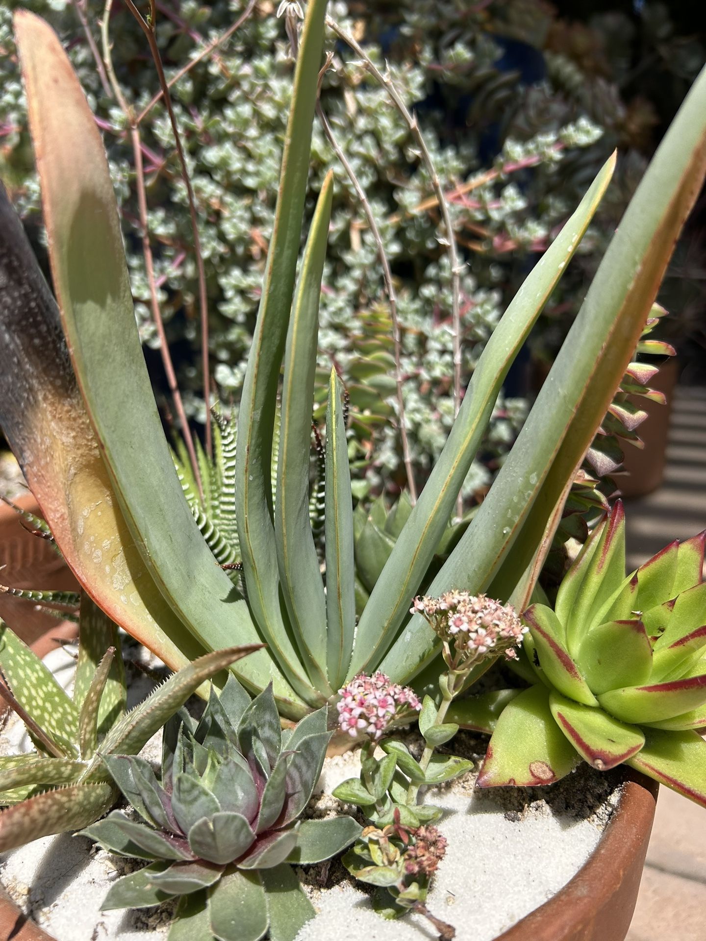 Exotic rare Aloe plicatilis Fan Aloe Succulent Arrangement Live Real Healthy in Terracotta Pot Flowering Flower Plants Planter Aloes 