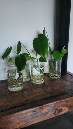 Monstera and pothos in glass jars