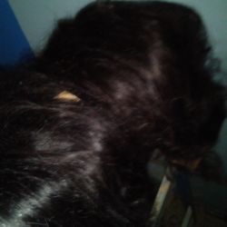 2 wigs real hair